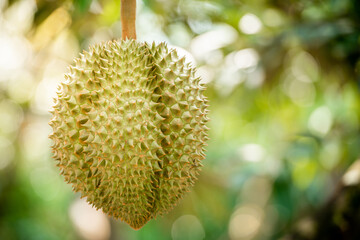 durians on the durian tree in organic durian orchard.