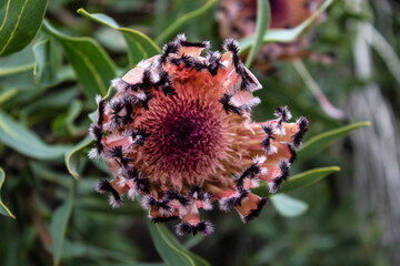 Icy Pink Laurel Protea Fynbos Flower