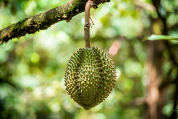 durians on the durian tree in organic durian orchard.