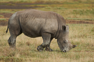 Obraz premium Rhino Baby and Mother- Rhinoceros with Bird White rhinoceros Square-lipped rhinoceros Ceratotherium simum 