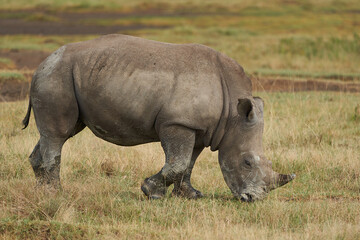 Rhino Baby and Mother- Rhinoceros with Bird White rhinoceros Square-lipped rhinoceros Ceratotherium simum 