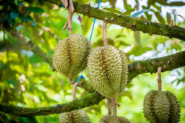 durians on the durian tree in organic durian orchard.