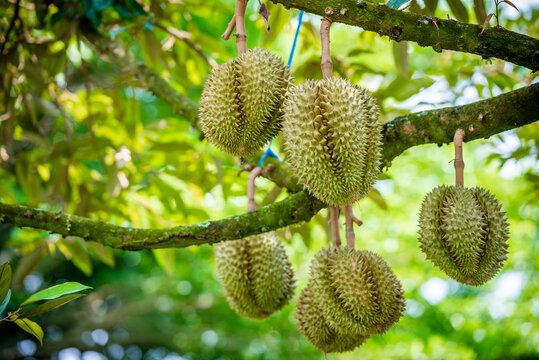 durians on the durian tree in organic durian orchard.