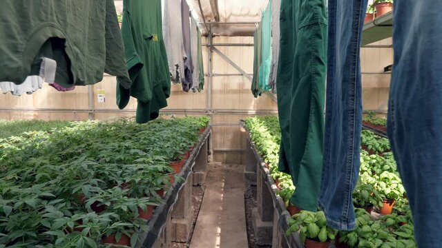 The gardener lifestyle in a greenhouse with hanging laundry
