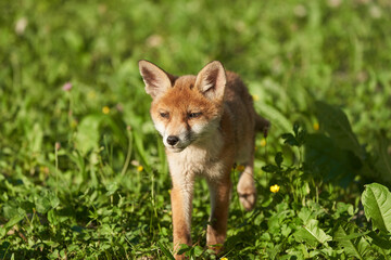 Red Fox Portrait Vulpes Vulpes Evening Sun