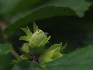 Noisette verte
