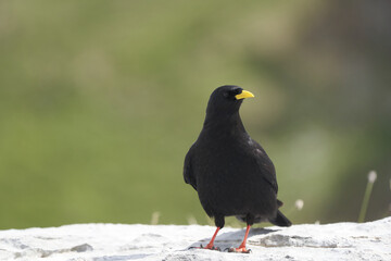 Alpine chough yellow billed Pyrrhocorax graculus crow Pyrrhocorax switzerland mountain flight