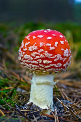 Amanita rubences © jholy