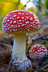Amanita © jholy