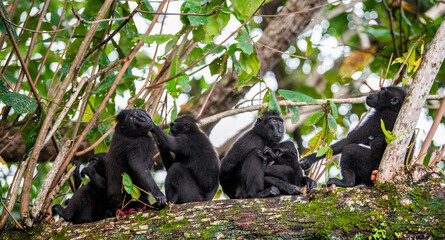 Family of macaques on the tree. The Celebes crested macaques on the branch of the tree. Crested black macaque, Sulawesi crested macaque. Wild nature, natural habitat. Indonesia, Sulawesi Island