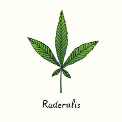 Ruderalis cannabis leaf isolated, outline color simple doodle drawing