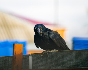 Black crow on the fence.