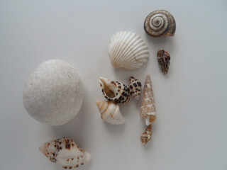
Very small seashells on a white background