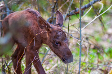 Close up of a newborn moose calf walking in the forest