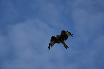 Red kite Portrait Milvus Milvus Fishing Lake