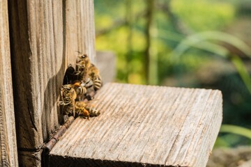 Bienen an Bienenstockeingang 