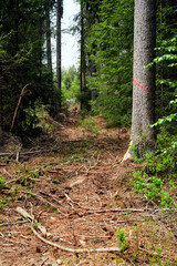 Fototapeta premium Wandern in Bayern Deutschland Wanderweg im Wald