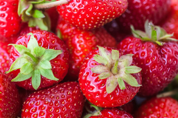 frische Erdbeeren vom Erdbeerfeld