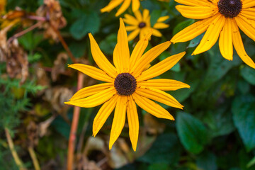 Rudbeckia Goldsturm flower in bloom