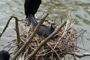  Great cormorant Phalacrocorax carbo black shag large Portrait