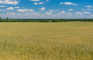 June landscape with agricultural field with unripe wheat near Dnipro city,  Ukraine