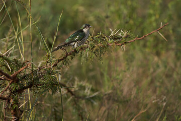 A small bird perched on a tree branch