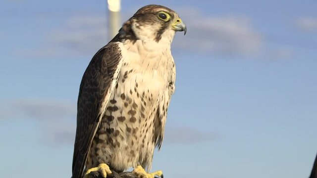 Falconer holding large Saker Falcon on his glove on sunny day, falconry, closeup