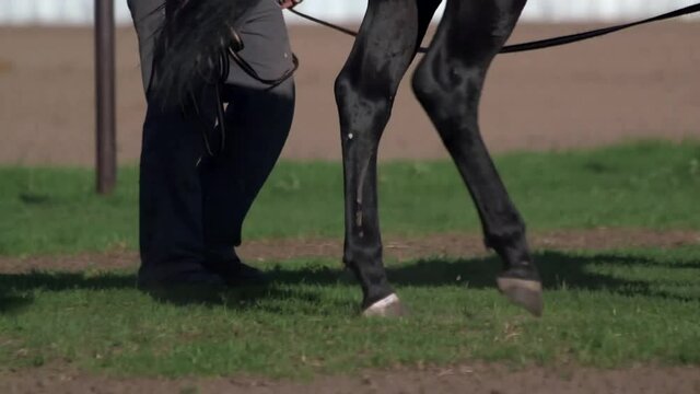 Low angle shot of stunning black horse running on lunge in riding arena with man