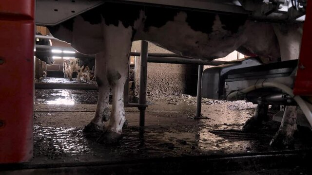 Cows are milked with a fully automatic milking machine in Switzerland