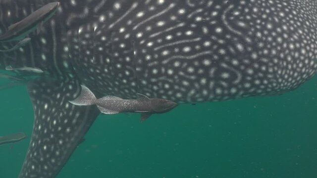 Sucker fish moves over whale shark 
