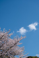 満開の桜と青空