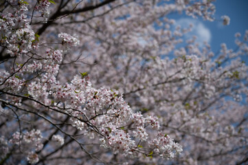満開の桜と青空
