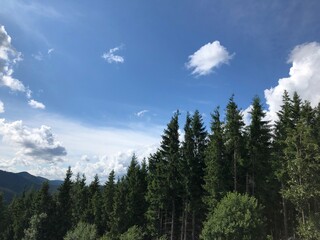 clouds over the forest