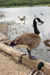 canada goose branta canadensis stood lookimg into a lake on a beautiful summers day in England 