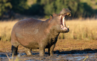 Fototapeta na wymiar One adult hippo standing in mud out of water with his mouth open in Chobe River Botswana