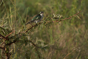 A small bird perched on a tree branch