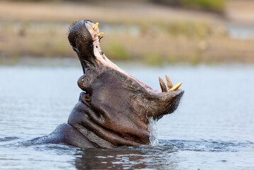 A big yawn from an adult hippo in Chobe River Botswana