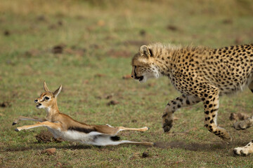 One adult cheetah chasing baby antelope in Masai Mara Kenya