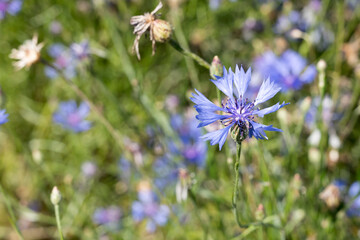 blossoming cornflower in grass field at urban park, Milan, Italy
