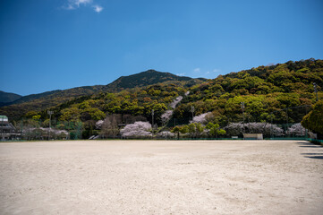 Fototapeta na wymiar 桜と野球場