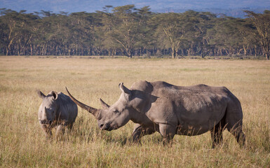 Obraz premium Female White Rhino with a large horn and her calf in Lake Nakuru Kenya