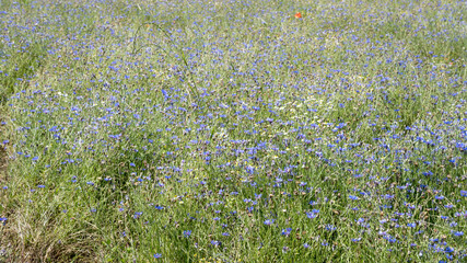 myriad of cornflowers in grass field at urban park, Milan, Italy