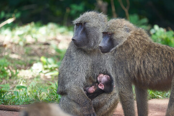 Olive baboon baby Papio anubis Anubis baboon Cercopithecidae Old world monkey