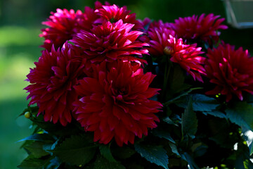 Beautiful  dark red dahlia blooming with a lot of big flowers