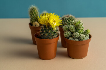 Four Cactuses in pots on blue and pink background, one with yellow flower.