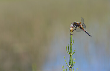 A Four-spotted chaser resting on a top of a plant