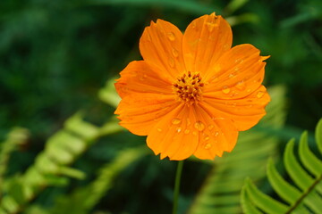 Raindrop on the fresh flower. Drops of dew on the fresh flower after the rain.