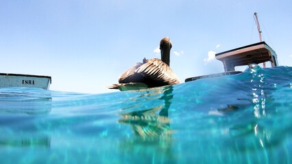 Fototapeta premium Curaçao Pelican at Sea