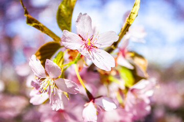 Macro photo of flowering sakura branches. Pale pink flower branches in spring