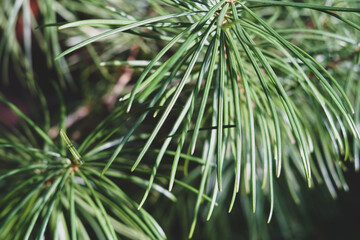 Close up of a Cedar tree's needles.